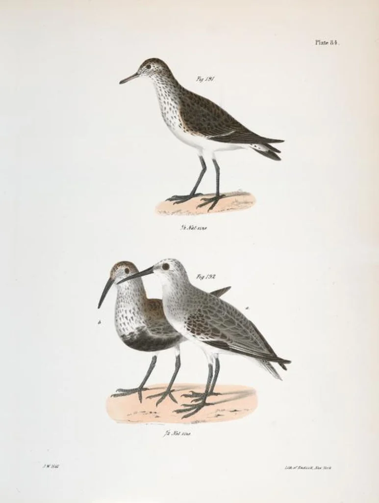 An illustration from Zoology of New York; or, The New York fauna [Series: Natural history of New York], 1842, leaf 119