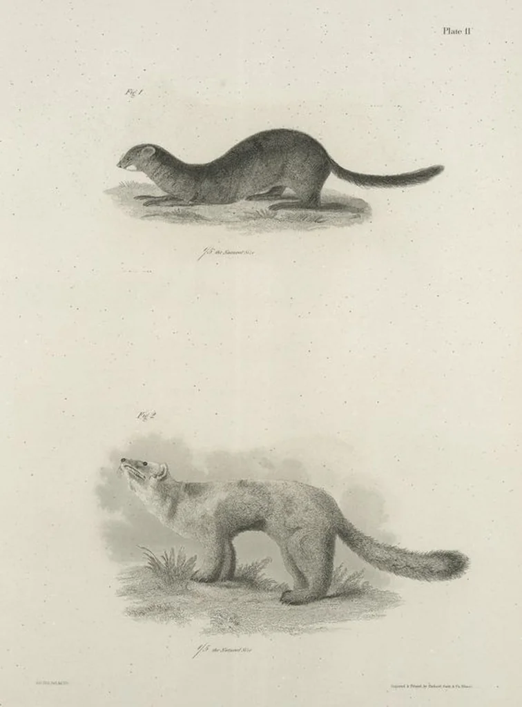 An illustration from Zoology of New York; or, The New York fauna [Series: Natural history of New York], 1842, leaf 12