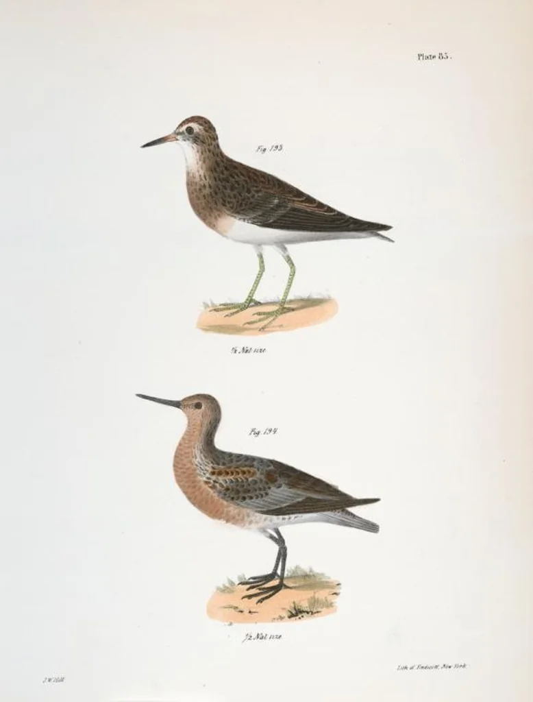 An illustration from Zoology of New York; or, The New York fauna [Series: Natural history of New York], 1842, leaf 120