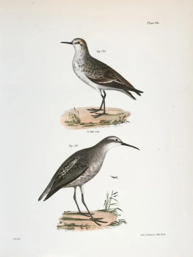 An illustration from Zoology of New York; or, The New York fauna [Series: Natural history of New York], 1842, leaf 121