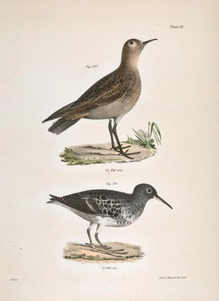 An illustration from Zoology of New York; or, The New York fauna [Series: Natural history of New York], 1842, leaf 122