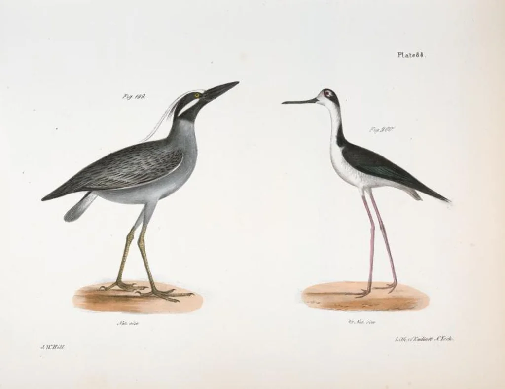 An illustration from Zoology of New York; or, The New York fauna [Series: Natural history of New York], 1842, leaf 123