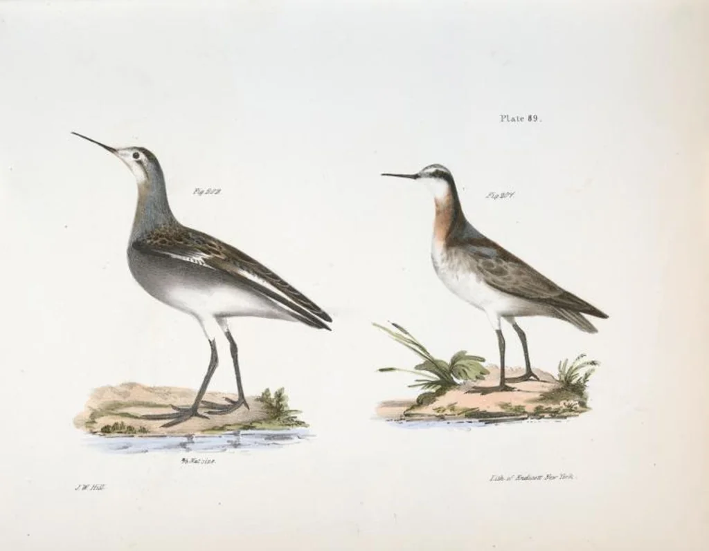 An illustration from Zoology of New York; or, The New York fauna [Series: Natural history of New York], 1842, leaf 124