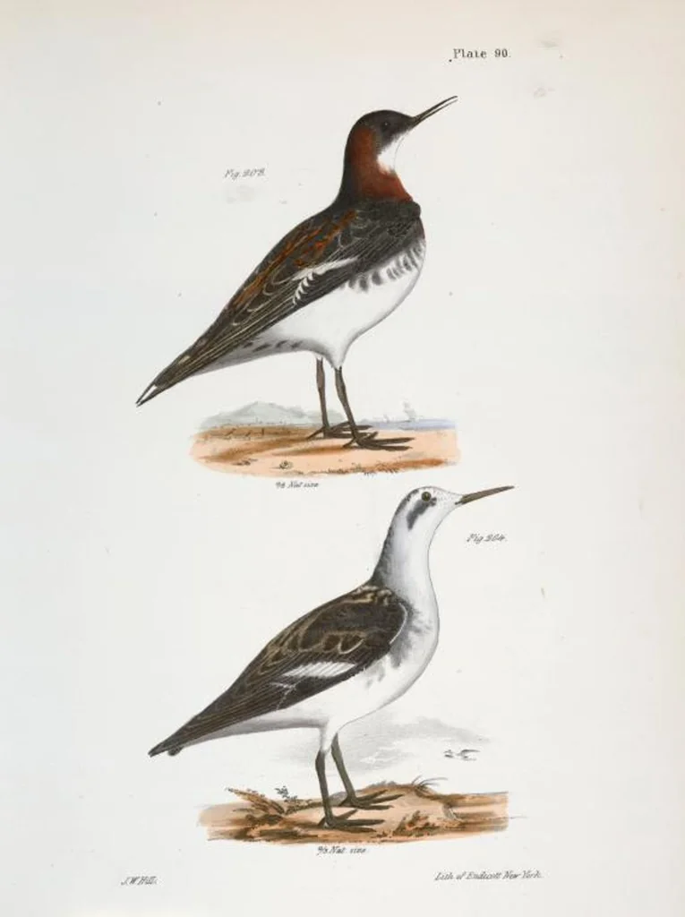 An illustration from Zoology of New York; or, The New York fauna [Series: Natural history of New York], 1842, leaf 125
