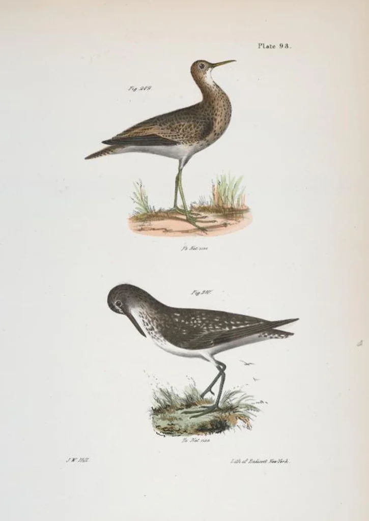 An illustration from Zoology of New York; or, The New York fauna [Series: Natural history of New York], 1842, leaf 128