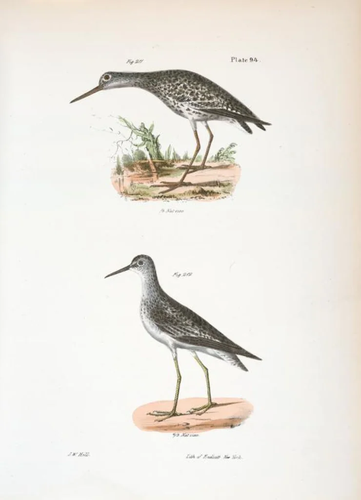 An illustration from Zoology of New York; or, The New York fauna [Series: Natural history of New York], 1842, leaf 129