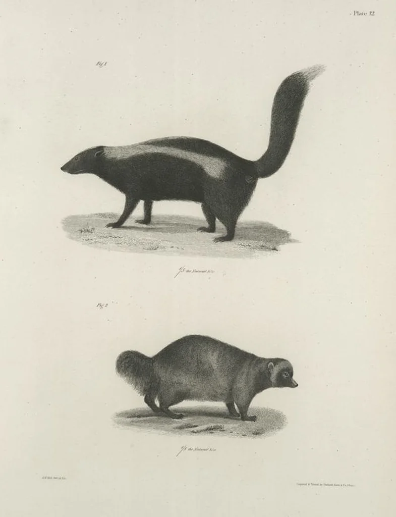 An illustration from Zoology of New York; or, The New York fauna [Series: Natural history of New York], 1842, leaf 13