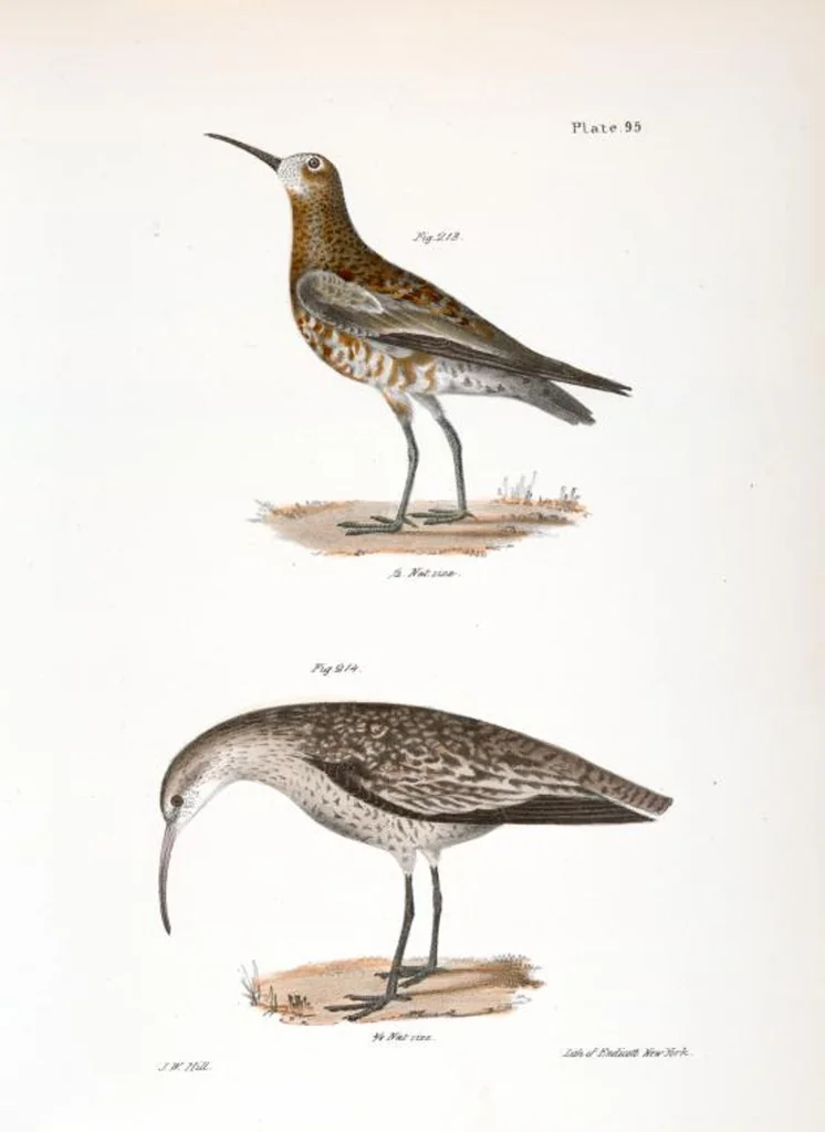 An illustration from Zoology of New York; or, The New York fauna [Series: Natural history of New York], 1842, leaf 130