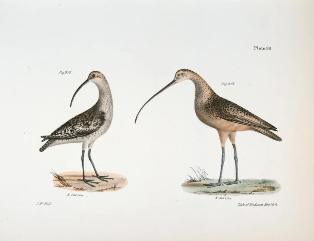 An illustration from Zoology of New York; or, The New York fauna [Series: Natural history of New York], 1842, leaf 131