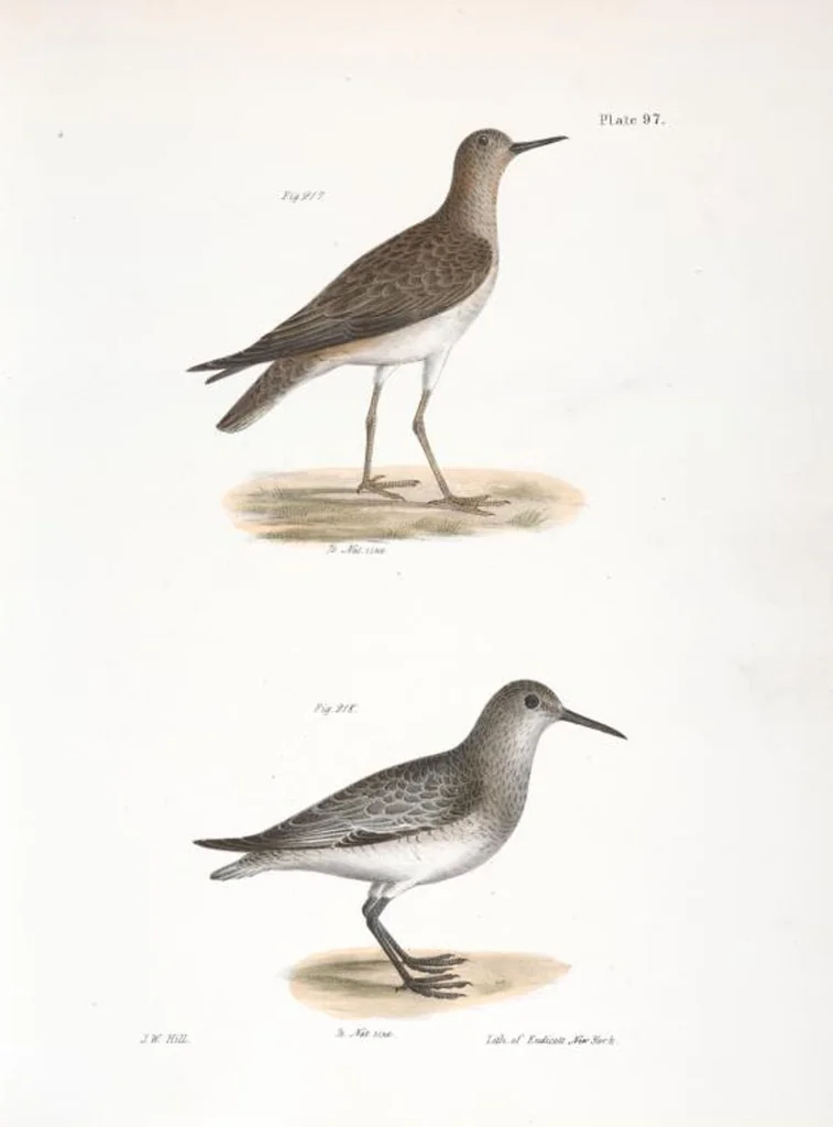 An illustration from Zoology of New York; or, The New York fauna [Series: Natural history of New York], 1842, leaf 132