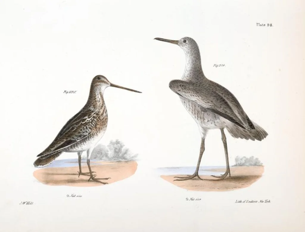An illustration from Zoology of New York; or, The New York fauna [Series: Natural history of New York], 1842, leaf 133