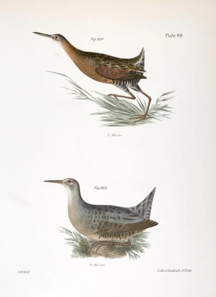 An illustration from Zoology of New York; or, The New York fauna [Series: Natural history of New York], 1842, leaf 134