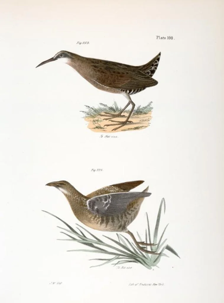 An illustration from Zoology of New York; or, The New York fauna [Series: Natural history of New York], 1842, leaf 135