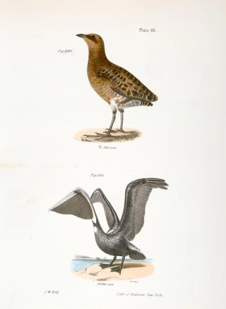 An illustration from Zoology of New York; or, The New York fauna [Series: Natural history of New York], 1842, leaf 136