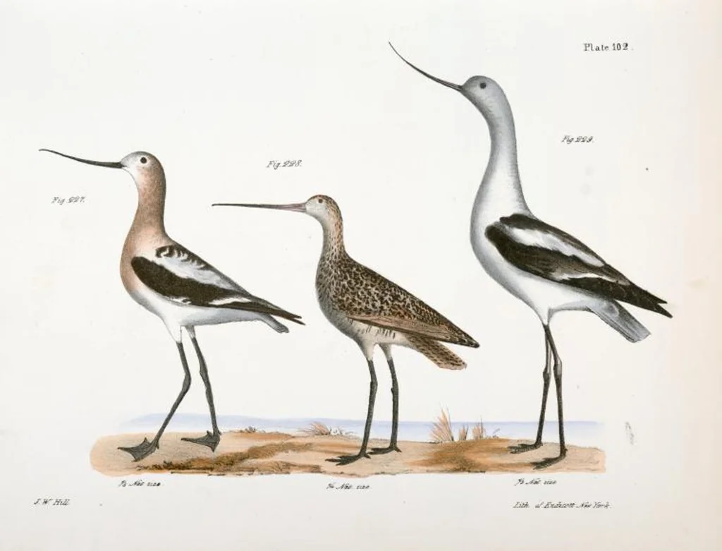 An illustration from Zoology of New York; or, The New York fauna [Series: Natural history of New York], 1842, leaf 137