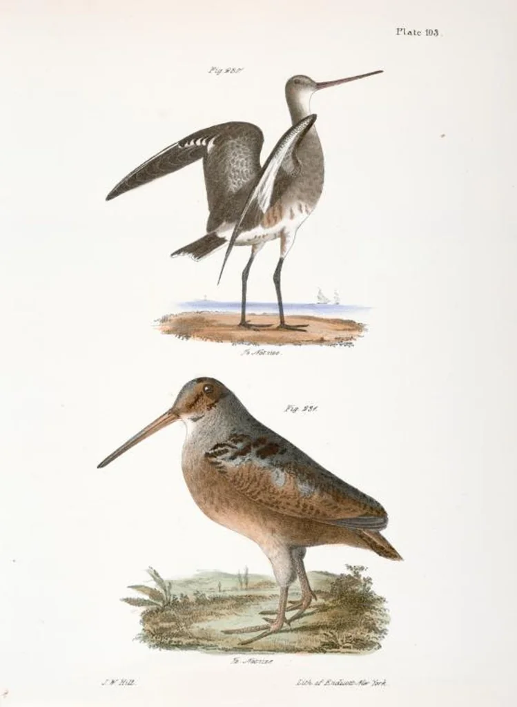 An illustration from Zoology of New York; or, The New York fauna [Series: Natural history of New York], 1842, leaf 138