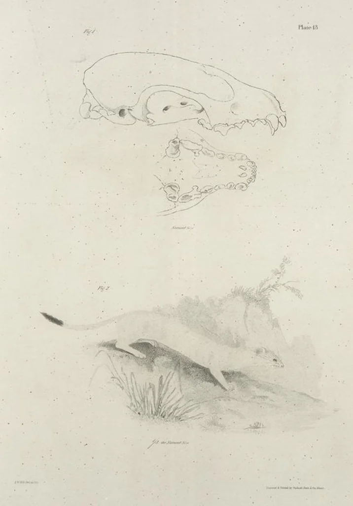 An illustration from Zoology of New York; or, The New York fauna [Series: Natural history of New York], 1842, leaf 14