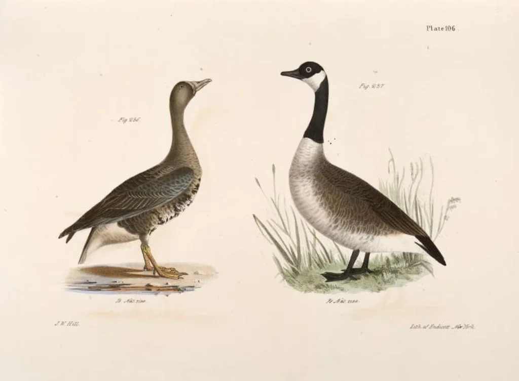 An illustration from Zoology of New York; or, The New York fauna [Series: Natural history of New York], 1842, leaf 141