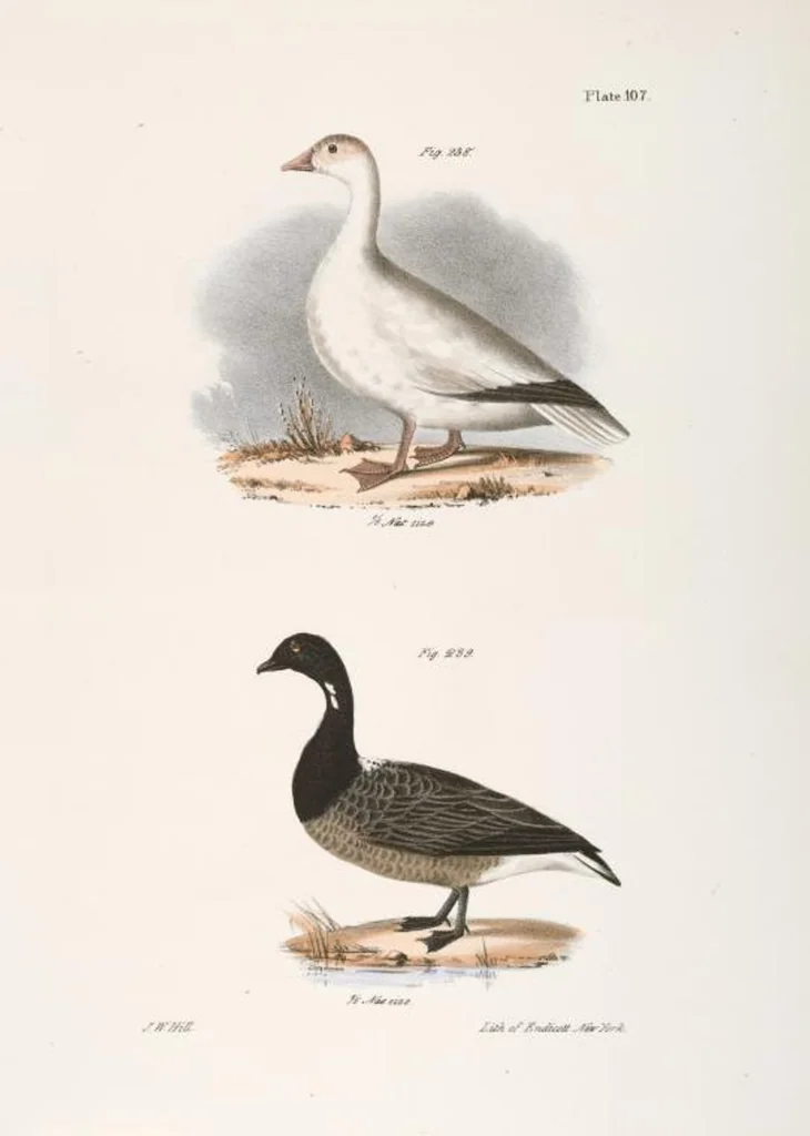 An illustration from Zoology of New York; or, The New York fauna [Series: Natural history of New York], 1842, leaf 142