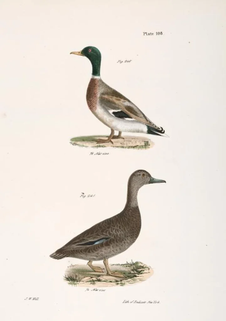 An illustration from Zoology of New York; or, The New York fauna [Series: Natural history of New York], 1842, leaf 143