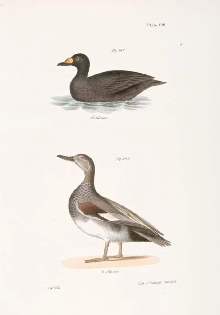 An illustration from Zoology of New York; or, The New York fauna [Series: Natural history of New York], 1842, leaf 144