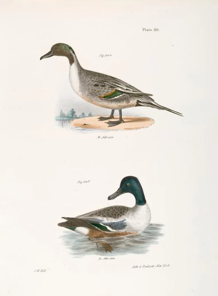 An illustration from Zoology of New York; or, The New York fauna [Series: Natural history of New York], 1842, leaf 145