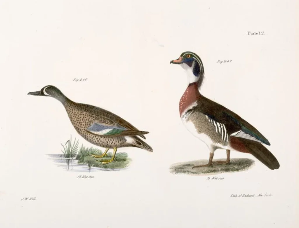 An illustration from Zoology of New York; or, The New York fauna [Series: Natural history of New York], 1842, leaf 146