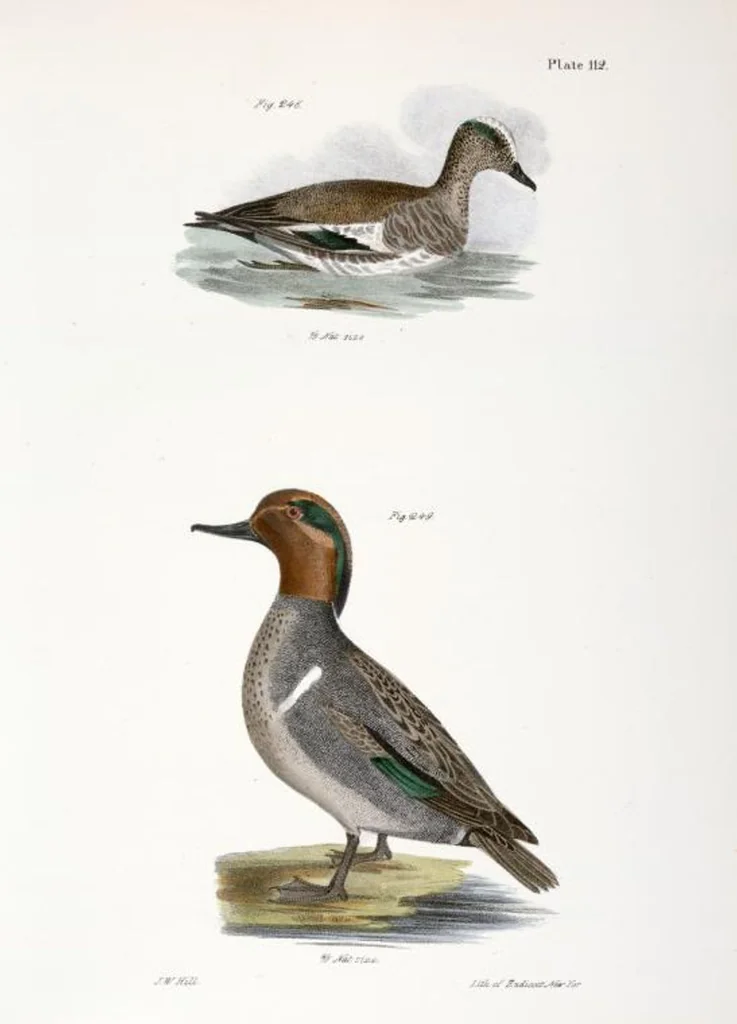 An illustration from Zoology of New York; or, The New York fauna [Series: Natural history of New York], 1842, leaf 147