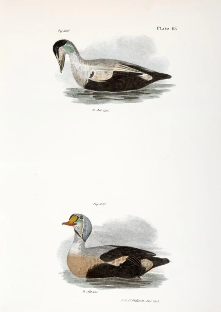 An illustration from Zoology of New York; or, The New York fauna [Series: Natural history of New York], 1842, leaf 148