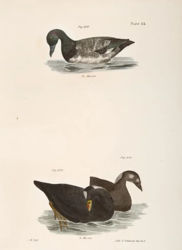 An illustration from Zoology of New York; or, The New York fauna [Series: Natural history of New York], 1842, leaf 149