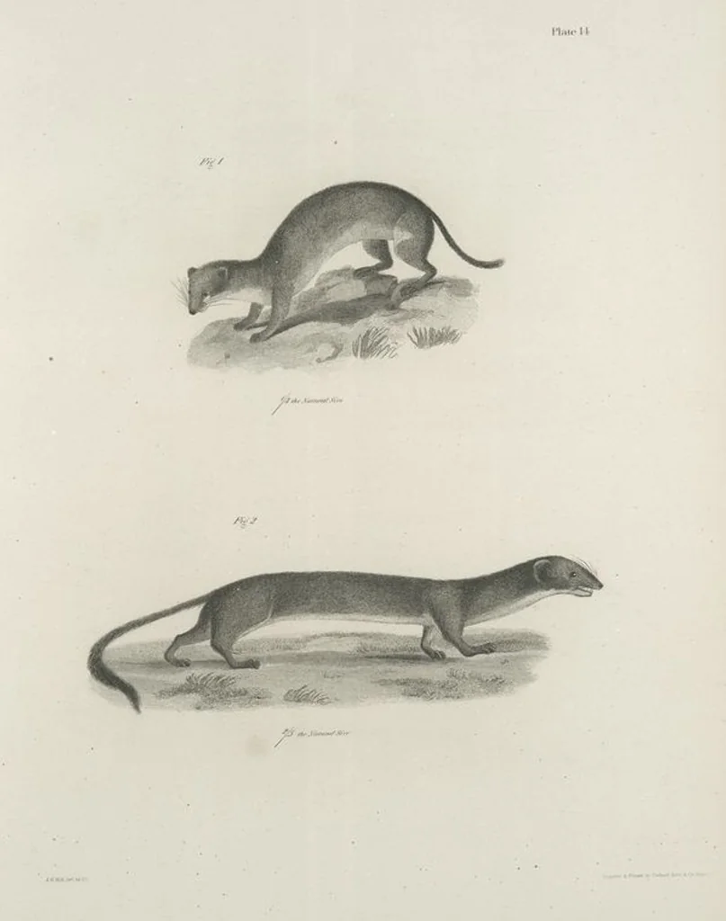 An illustration from Zoology of New York; or, The New York fauna [Series: Natural history of New York], 1842, leaf 15