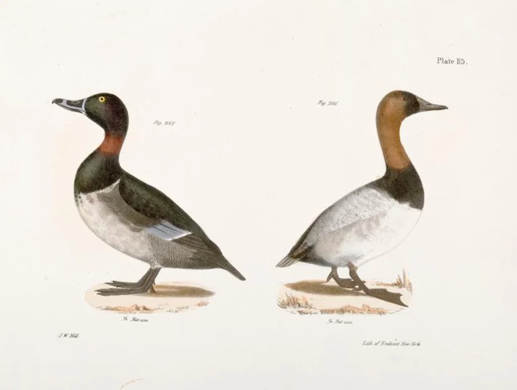 An illustration from Zoology of New York; or, The New York fauna [Series: Natural history of New York], 1842, leaf 150