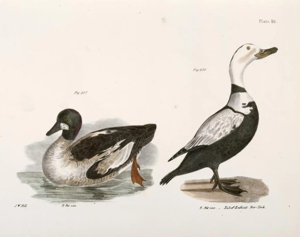 An illustration from Zoology of New York; or, The New York fauna [Series: Natural history of New York], 1842, leaf 151
