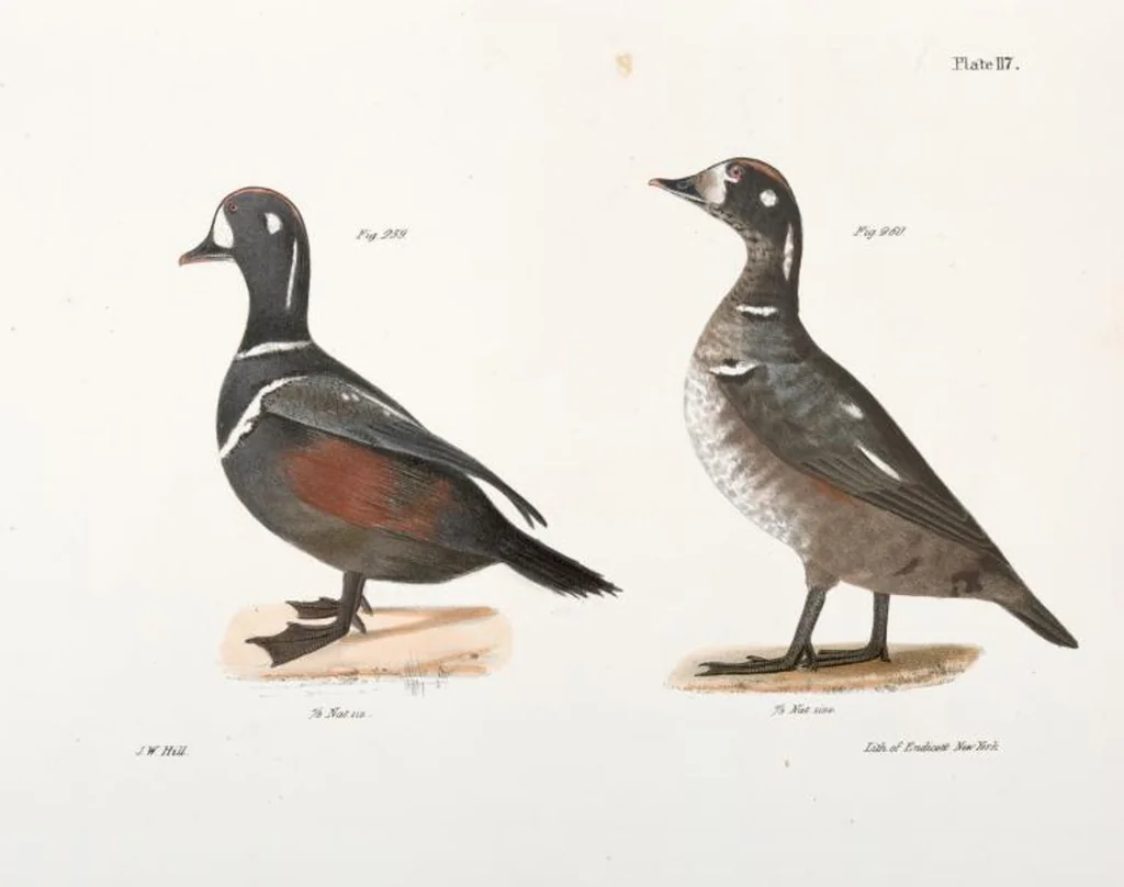 An illustration from Zoology of New York; or, The New York fauna [Series: Natural history of New York], 1842, leaf 152