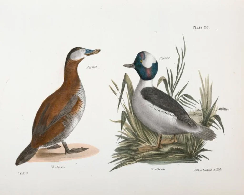 An illustration from Zoology of New York; or, The New York fauna [Series: Natural history of New York], 1842, leaf 153