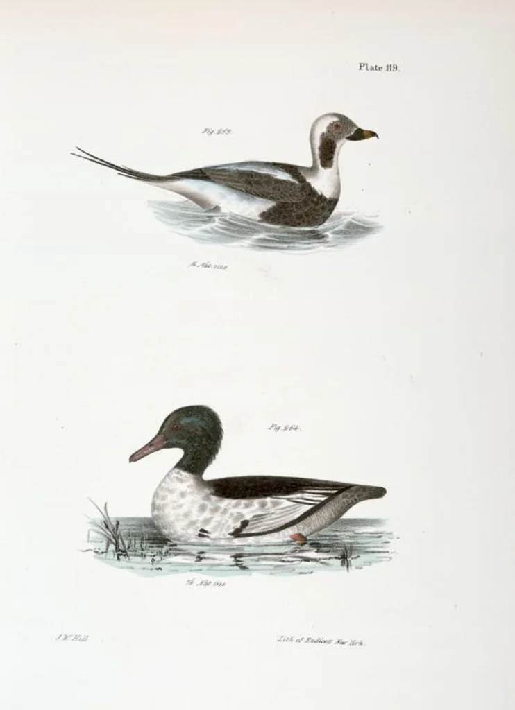 An illustration from Zoology of New York; or, The New York fauna [Series: Natural history of New York], 1842, leaf 154