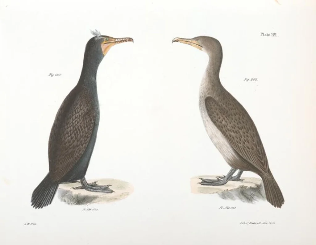 An illustration from Zoology of New York; or, The New York fauna [Series: Natural history of New York], 1842, leaf 156