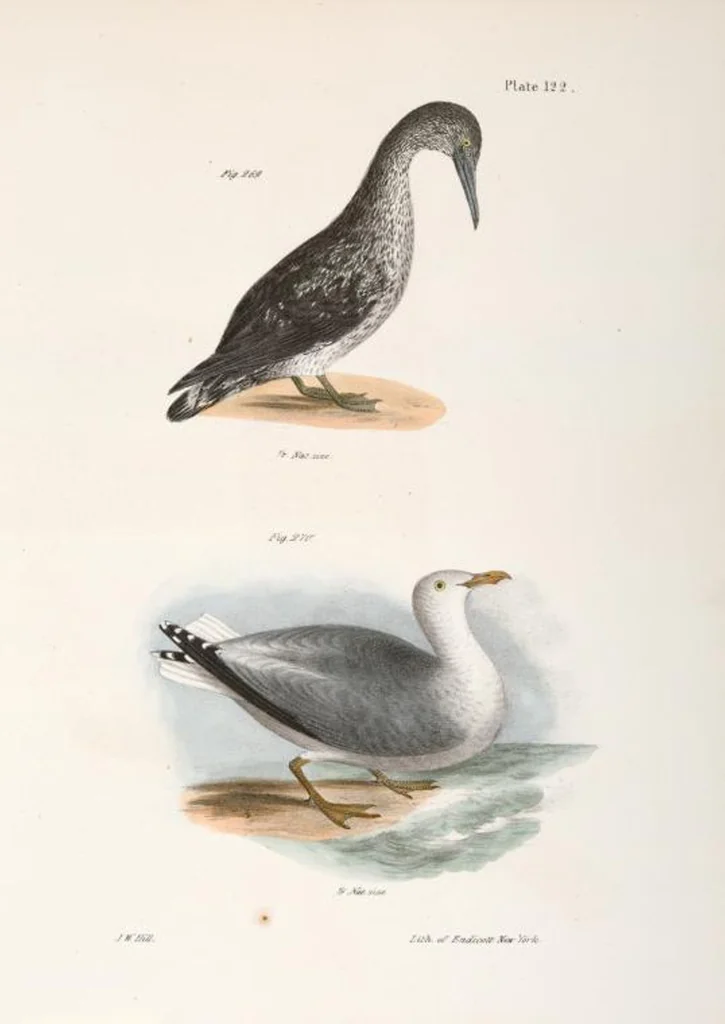 An illustration from Zoology of New York; or, The New York fauna [Series: Natural history of New York], 1842, leaf 157