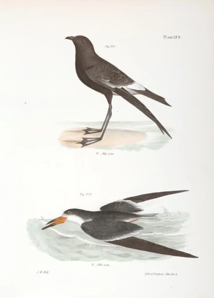 An illustration from Zoology of New York; or, The New York fauna [Series: Natural history of New York], 1842, leaf 158