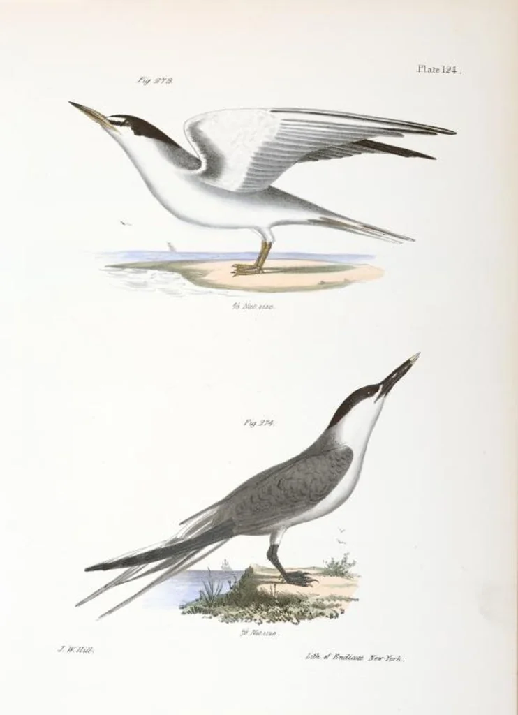 An illustration from Zoology of New York; or, The New York fauna [Series: Natural history of New York], 1842, leaf 159