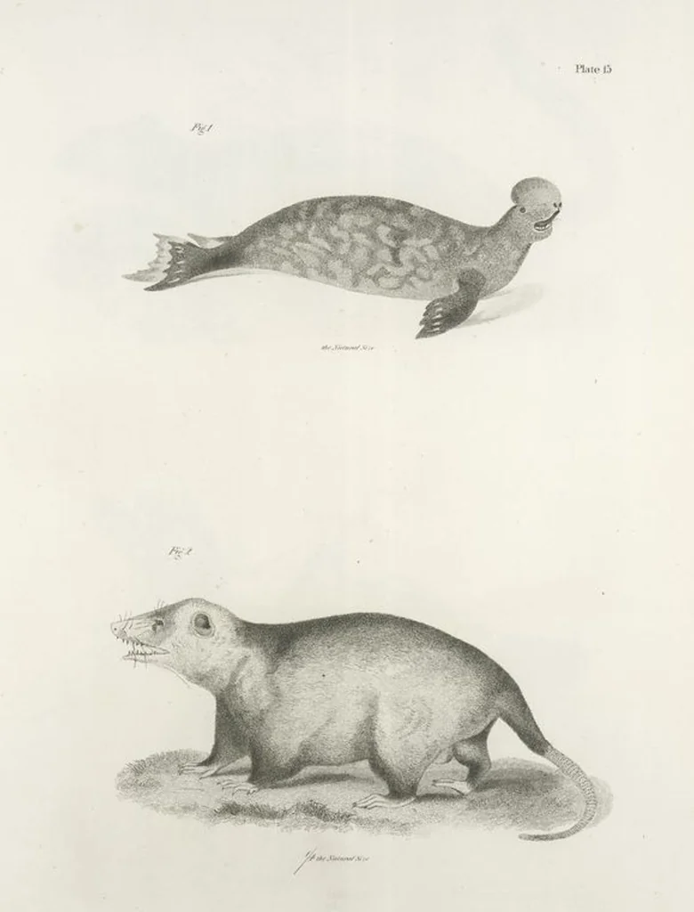An illustration from Zoology of New York; or, The New York fauna [Series: Natural history of New York], 1842, leaf 16