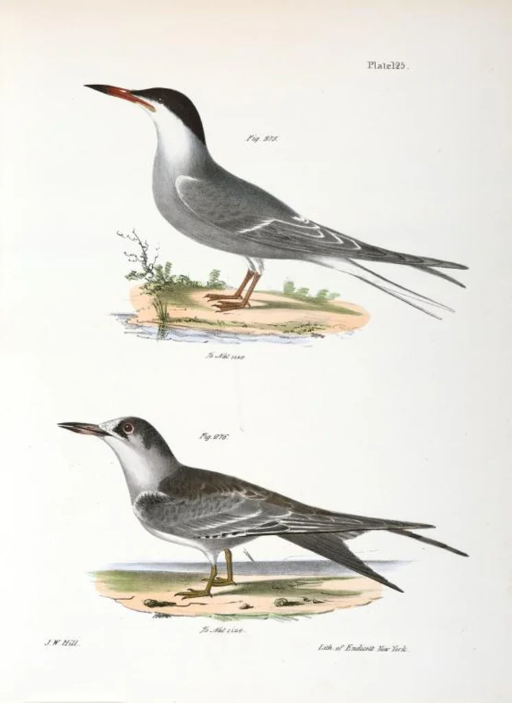 An illustration from Zoology of New York; or, The New York fauna [Series: Natural history of New York], 1842, leaf 160