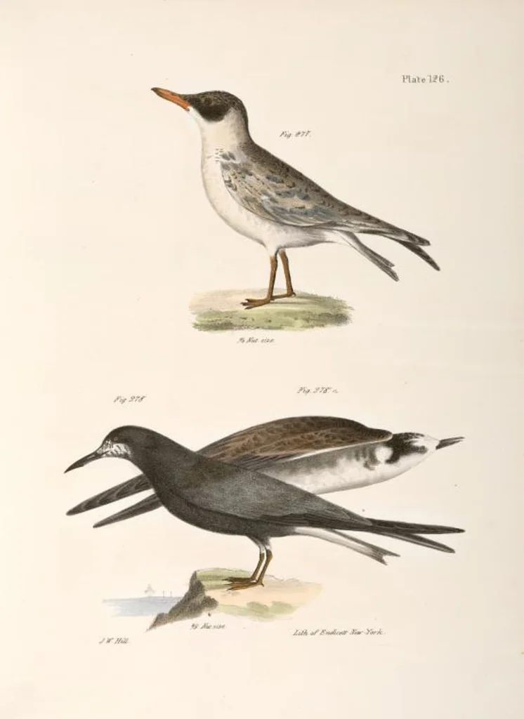 An illustration from Zoology of New York; or, The New York fauna [Series: Natural history of New York], 1842, leaf 161