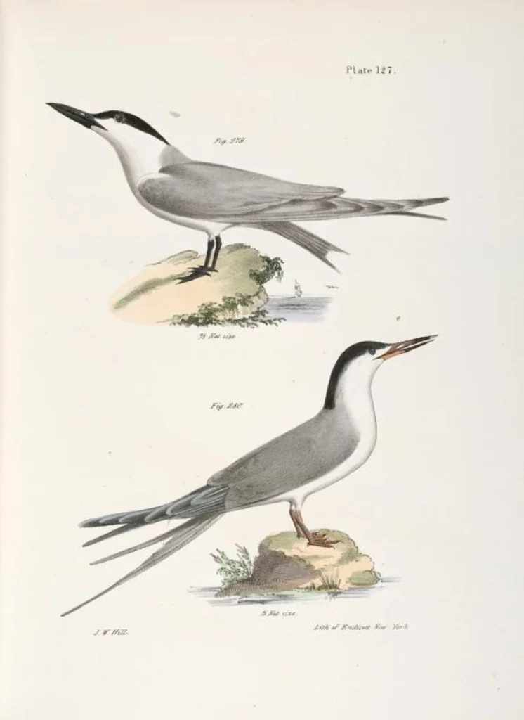 An illustration from Zoology of New York; or, The New York fauna [Series: Natural history of New York], 1842, leaf 162