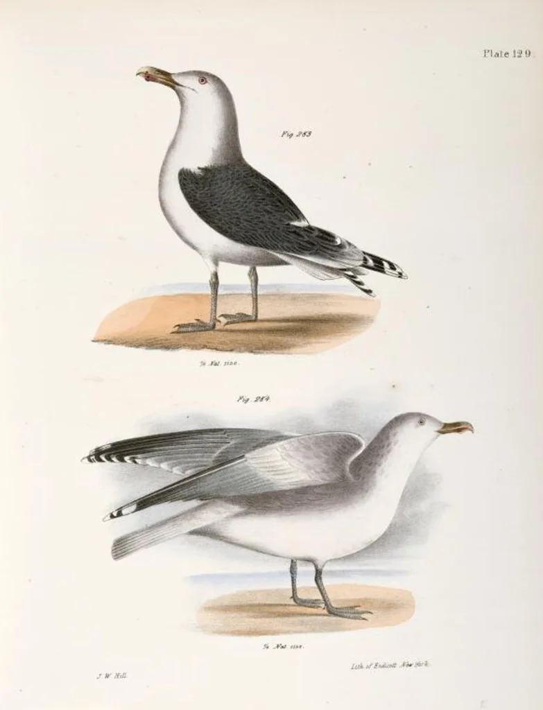 An illustration from Zoology of New York; or, The New York fauna [Series: Natural history of New York], 1842, leaf 164