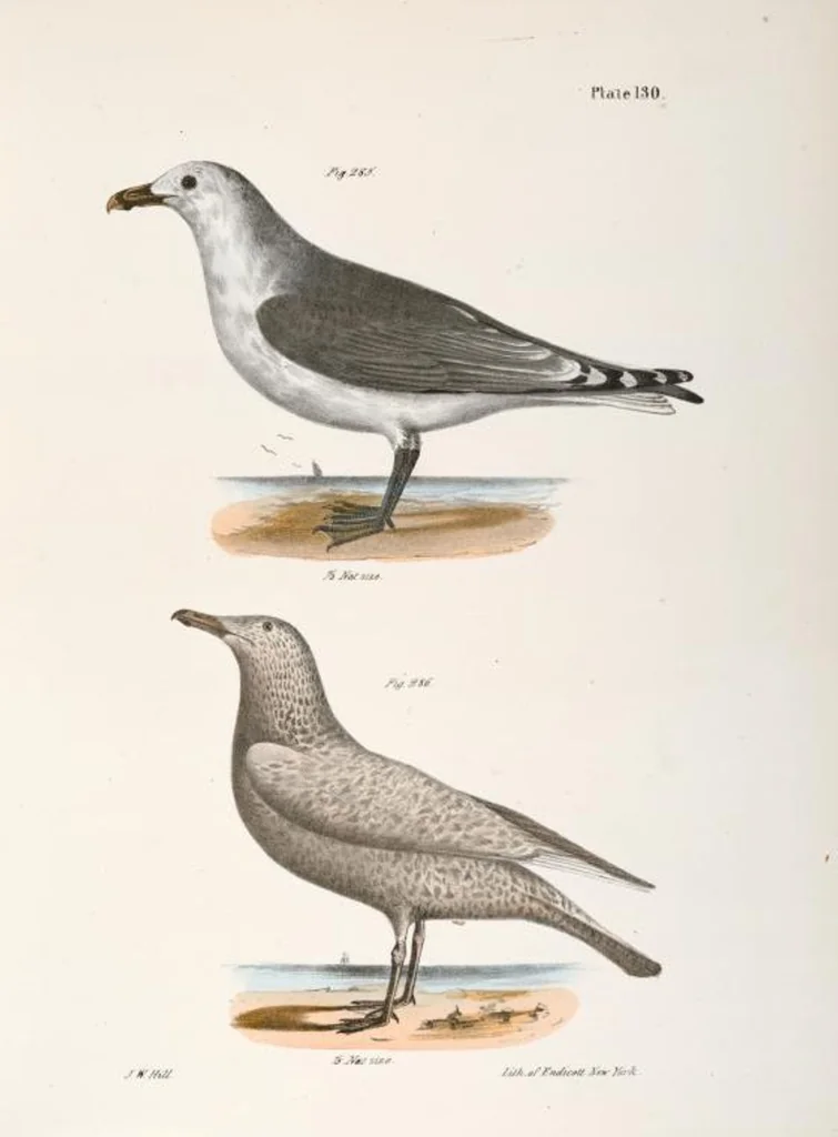 An illustration from Zoology of New York; or, The New York fauna [Series: Natural history of New York], 1842, leaf 165