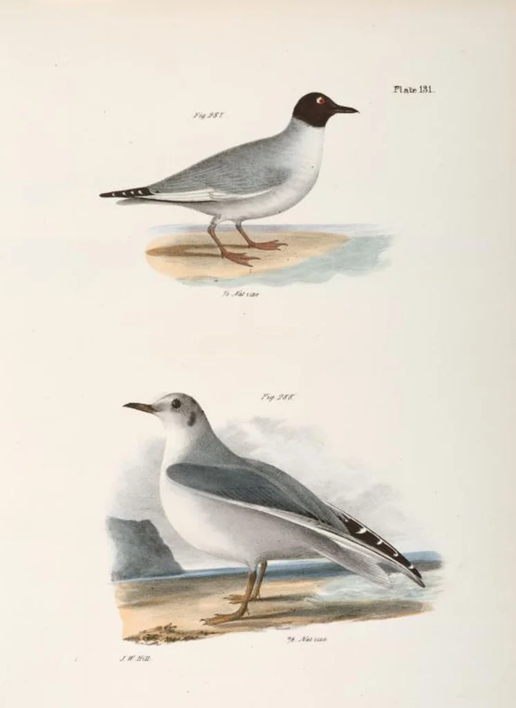 An illustration from Zoology of New York; or, The New York fauna [Series: Natural history of New York], 1842, leaf 166