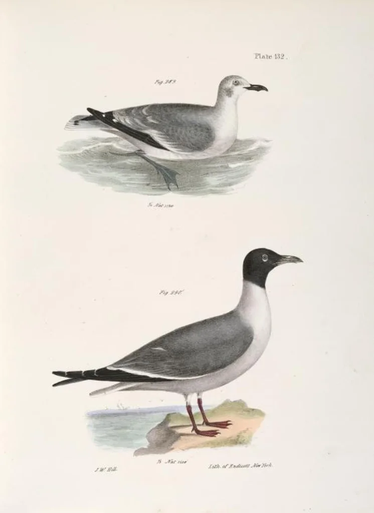 An illustration from Zoology of New York; or, The New York fauna [Series: Natural history of New York], 1842, leaf 167