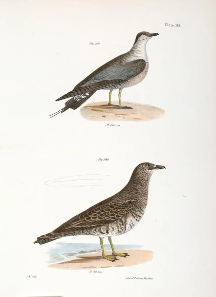 An illustration from Zoology of New York; or, The New York fauna [Series: Natural history of New York], 1842, leaf 168