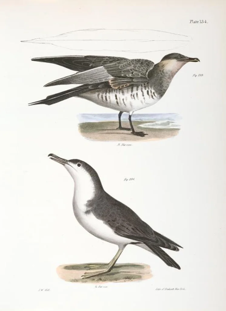 An illustration from Zoology of New York; or, The New York fauna [Series: Natural history of New York], 1842, leaf 169